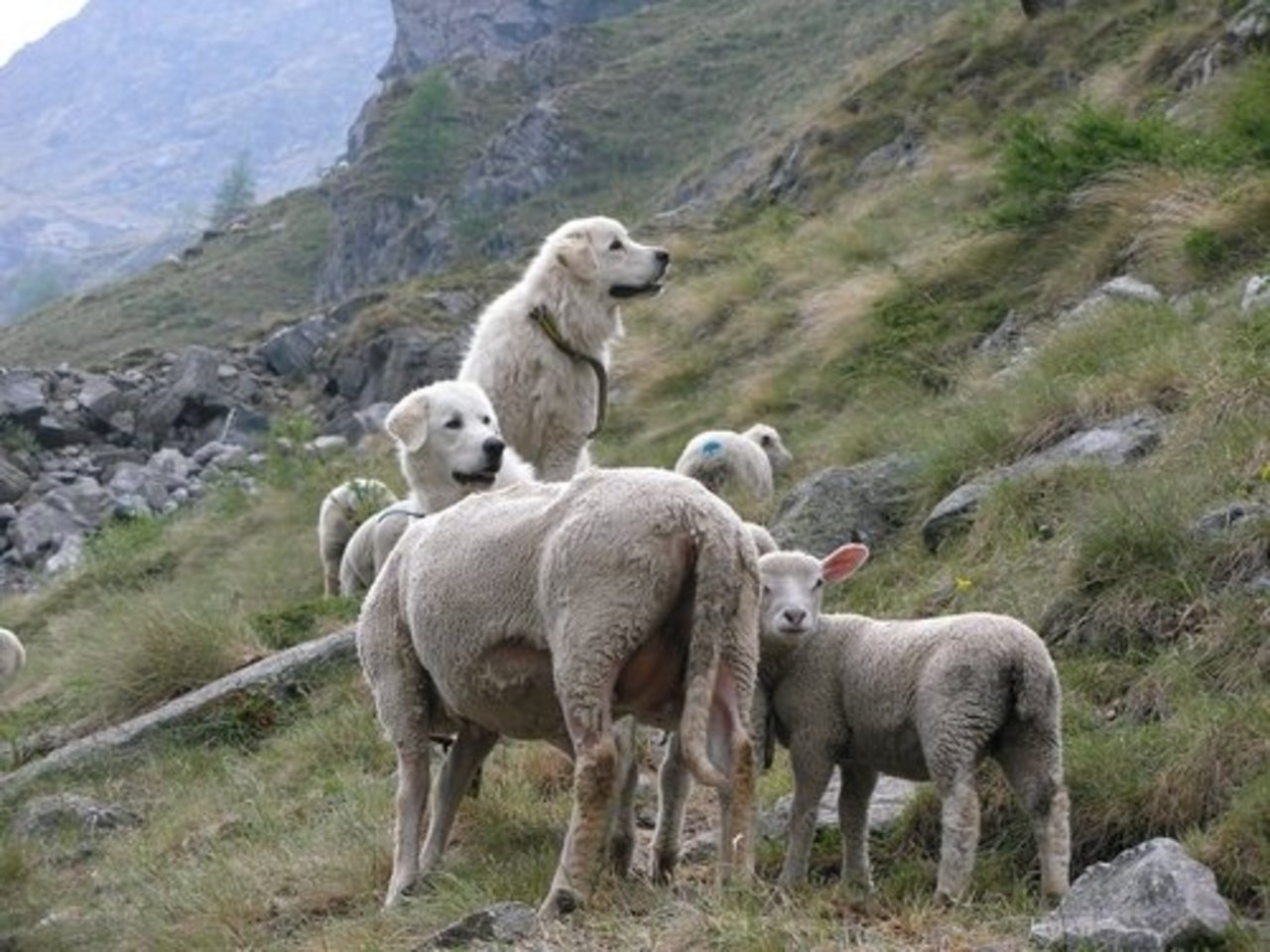 Herdenschutzhunde bewachen eine Schafherde in den Schweizer Alpen. (Bild François Meyer/Agridea)