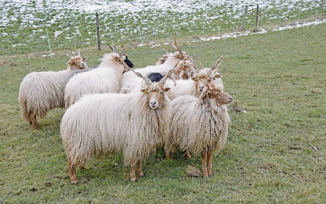 Immer wieder verzeichnet das Zürcher Veterinäramt Meldungen aufgrund von im Freien gehaltenen Tieren. 