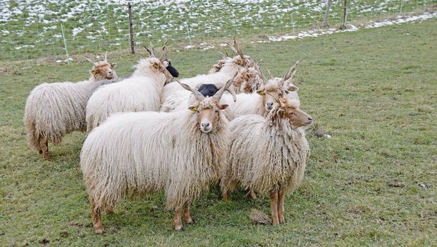 Immer wieder verzeichnet das Zürcher Veterinäramt Meldungen aufgrund von im Freien gehaltenen Tieren. 