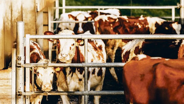 Rinder sind die künftigen Mitarbeiterinnen des Bauern und stellen gewisse Ansprüche an ihre Aufzucht. Licht, Luft, Wasser, Futter, Raum und Ruhe seien für sie ebenso wichtig, wie für die Kühe, sagt Rindviehspezialist Fabian Dettwiler. (Bild Helene Marti)