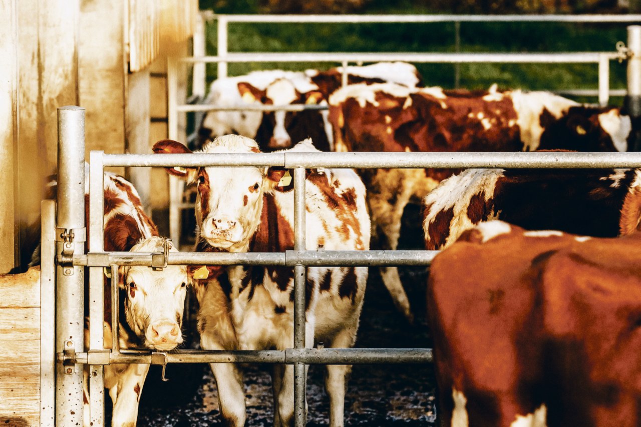 Rinder sind die künftigen Mitarbeiterinnen des Bauern und stellen gewisse Ansprüche an ihre Aufzucht. Licht, Luft, Wasser, Futter, Raum und Ruhe seien für sie ebenso wichtig, wie für die Kühe, sagt Rindviehspezialist Fabian Dettwiler. (Bild Helene Marti)