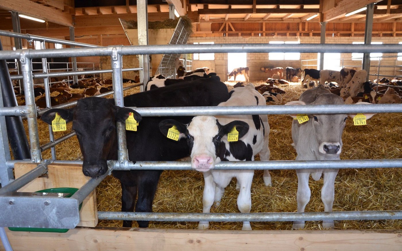Kälbermaststall: Die Impfung sei immer nur Teil eines Gesamtkonzeptes bei der Kälberaufzucht, schreibt unser Fachmann Martin Kaske.