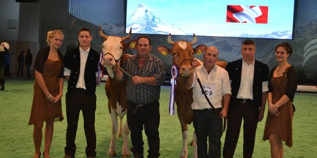 Grand-Champion-Wahl bei den Swiss-Fleckvieh: Incas Roxane von Edith und Christian Delabays aus Châtelard-p-Romont FR (rechts) gewinnt vor Incas Anemone von Michel Rey, ebenfalls aus le Châtelard FR.