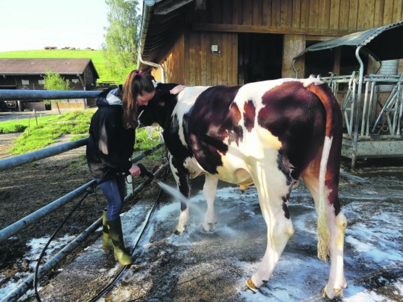 Tägliche Arbeit und Pflege ist das Geheimrezept. «Stiere brauchen eine intensive Beziehung«, sagen Käsers.(Bild zVg)