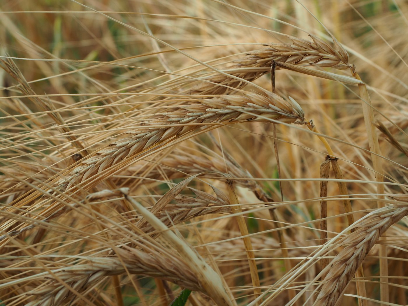 Einkorn ist eine alte Getreidesorte. Es ist anspruchslos im Anbau und gut verträglich. (Bild Petra Jacob)