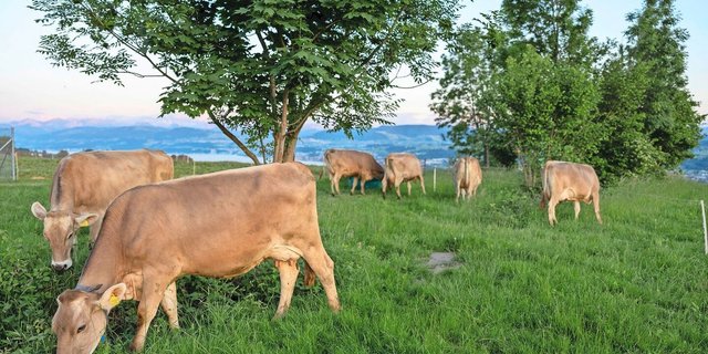 Wie viel Methan stossen sie wohl aus? Das und Weiteres berechnet der Klimarechner.