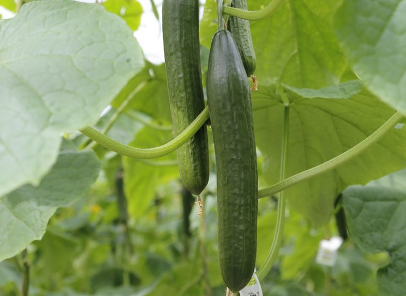 Bestehen zu 96 Prozent aus Wasser: Gurken. (BIld ji)