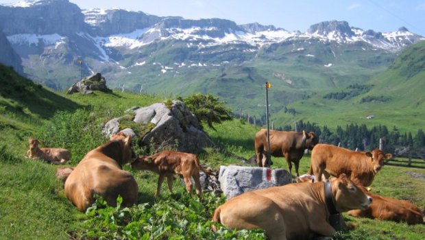 Mutterkuh Schweiz geht der Frage nach: Kann Rindfleisch nachhaltig sein? (Bild Mutterkuh Schweiz)
