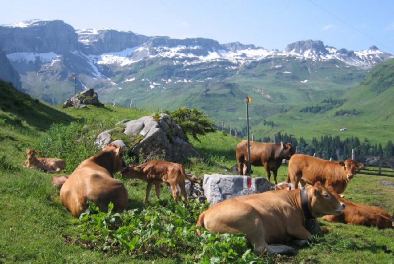 Mutterkuh Schweiz geht der Frage nach: Kann Rindfleisch nachhaltig sein? (Bild Mutterkuh Schweiz)