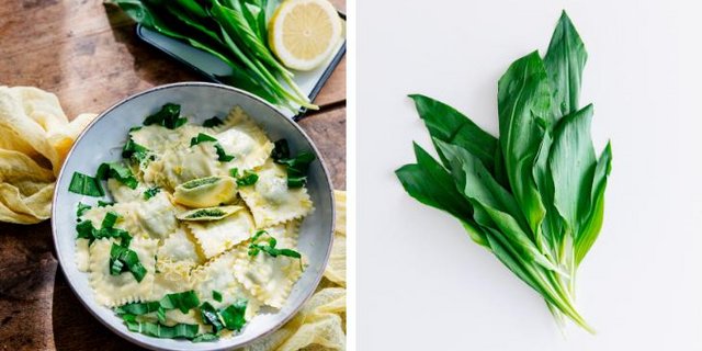 Vorsicht beim Pflücken von Bärlauch: Die Blätter ähneln den gifitgen Maiglöckchen und Herbstzeitlosen. (Bild Kathrin Toldo)