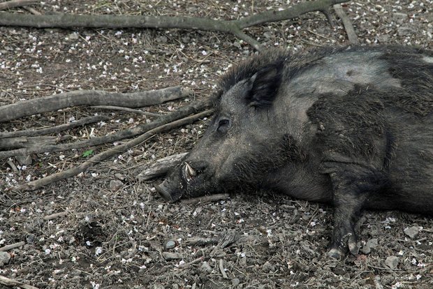 Die ASP endet für Schweine normalerweise tödlich. Daher wird nun intensiv nach Wildschweinkadavern gesucht. (Symbolbild Pixabay)