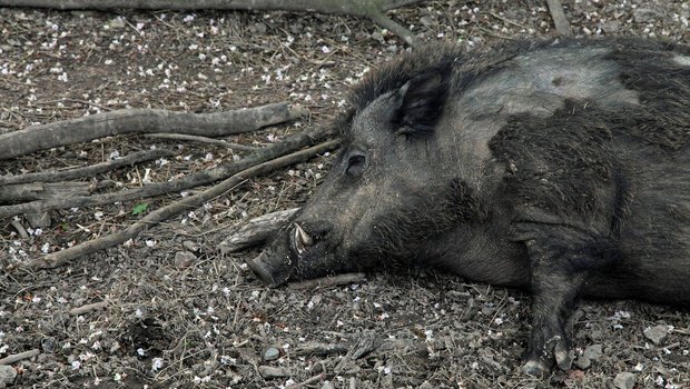Die ASP endet für Schweine normalerweise tödlich. Daher wird nun intensiv nach Wildschweinkadavern gesucht. (Symbolbild Pixabay)