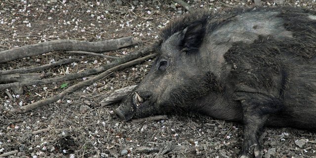 Die ASP endet für Schweine normalerweise tödlich. Daher wird nun intensiv nach Wildschweinkadavern gesucht. (Symbolbild Pixabay)