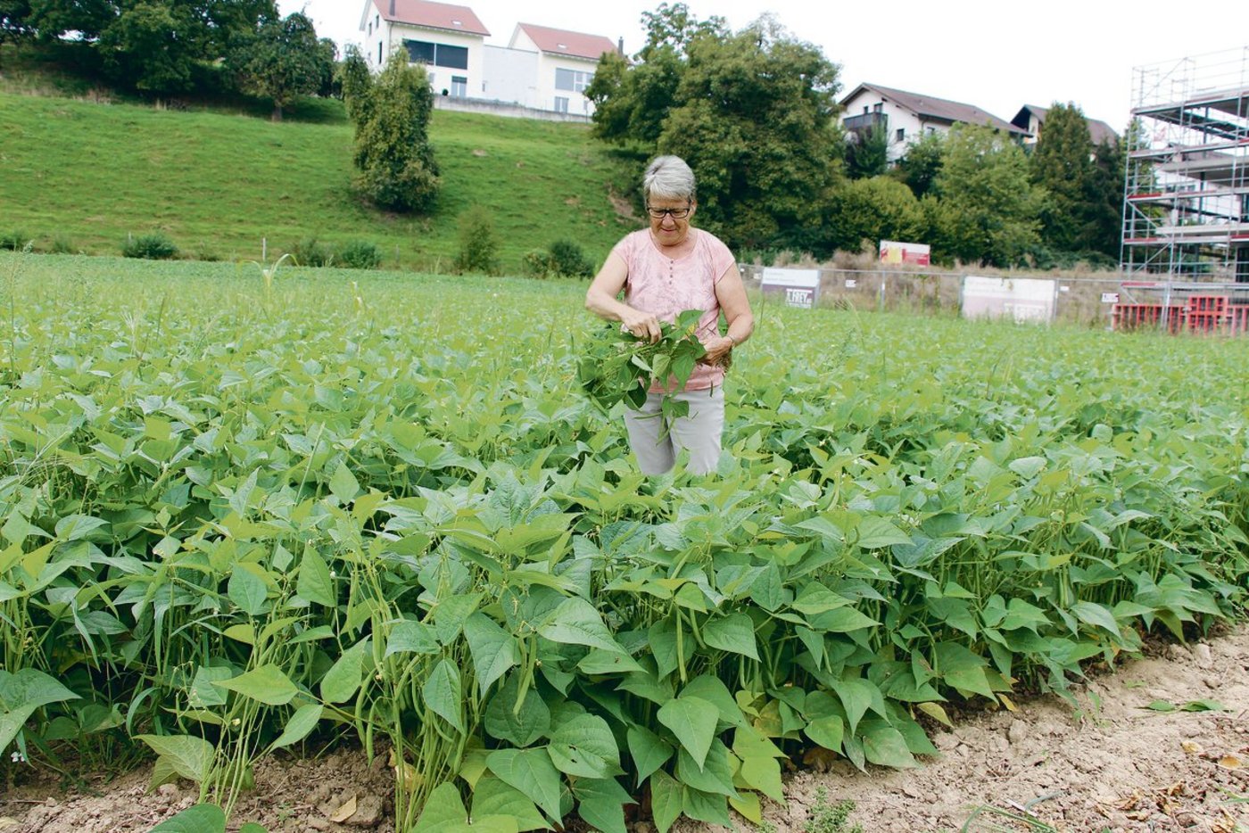 Mitten im Dorf bietet Roger Angst Bohnen zum Selberpflücken an. Das freut auch Ruth Angst. Sie freut sich an den feinen Bohnen direkt vor ihrer Haustüre.   (Foto Hans Rüssli)
