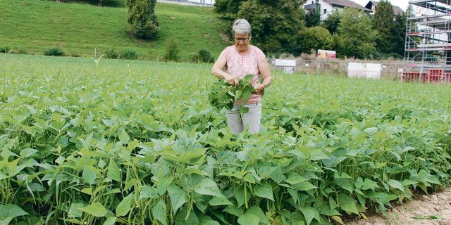 Mitten im Dorf bietet Roger Angst Bohnen zum Selberpflücken an. Das freut auch Ruth Angst. Sie freut sich an den feinen Bohnen direkt vor ihrer Haustüre.   (Foto Hans Rüssli)