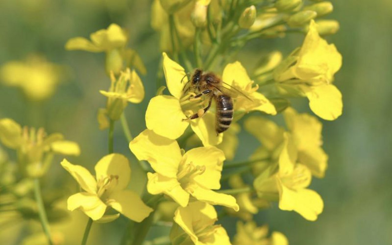 Rapsfelder sind eine gute Nahrungsquelle für Bienen, können aber auch zur Todesfalle werden. (Bild zVg)