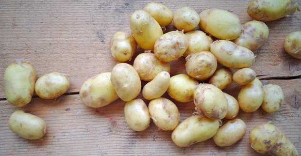 Die hohen Temperaturen machen auch den Frühkartoffeln zu schaffen. (Bild Swisspatat)