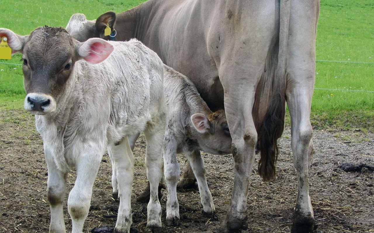 Wer mehr als ein Kalb pro Kuh und Jahr erfolgreich absetzen kann, hat mehr im Portemonnaie.