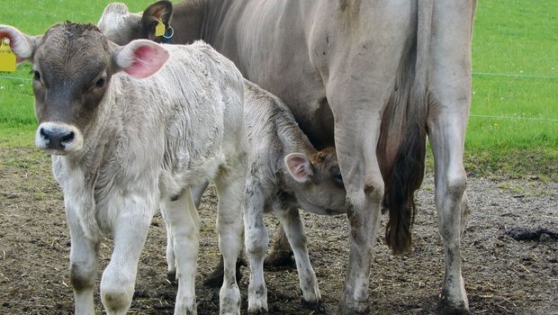 Wer mehr als ein Kalb pro Kuh und Jahr erfolgreich absetzen kann, hat mehr im Portemonnaie.