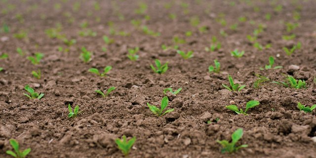 Der Erdfloh wurde durch die Kälte zurückgebunden und vielerorts wird es zu keinen Problemen kommen. (Bild Pixabay)