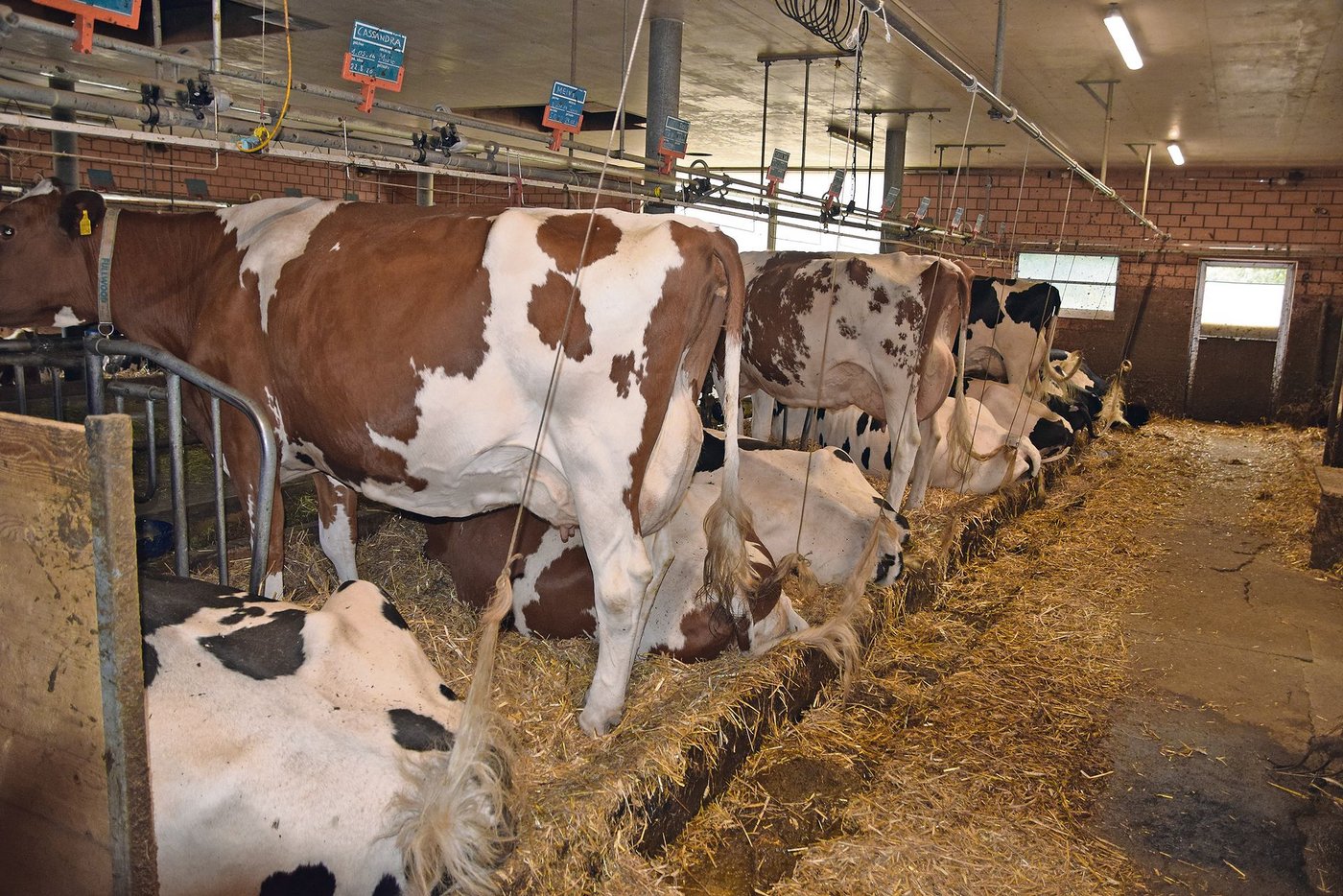 Auch die Länge des Kuhlägers muss den Vorschriften angepasst werden.