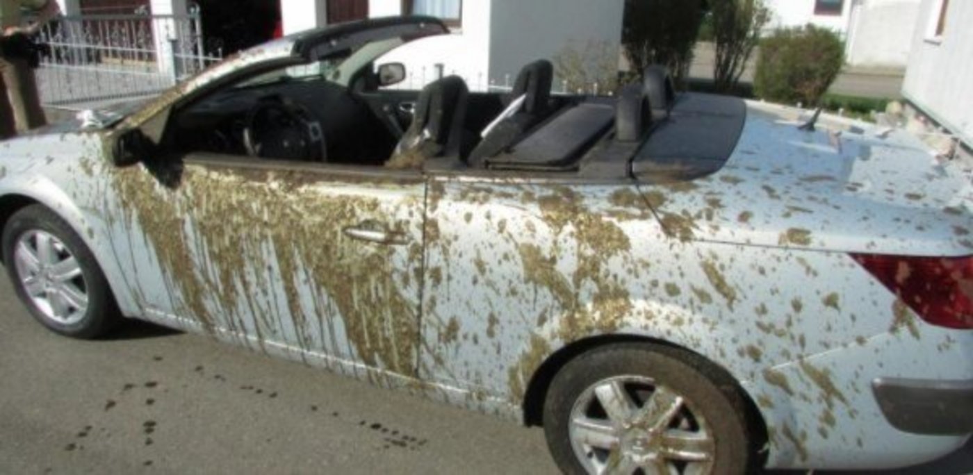 «Shit happens», kommentierte ein Polizeisprecher den Zwischenfall. Das Cabrio dürfte durch die Gülle zerstört worden sein. (Bild Polizei)
