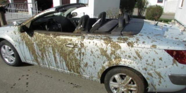 «Shit happens», kommentierte ein Polizeisprecher den Zwischenfall. Das Cabrio dürfte durch die Gülle zerstört worden sein. (Bild Polizei)