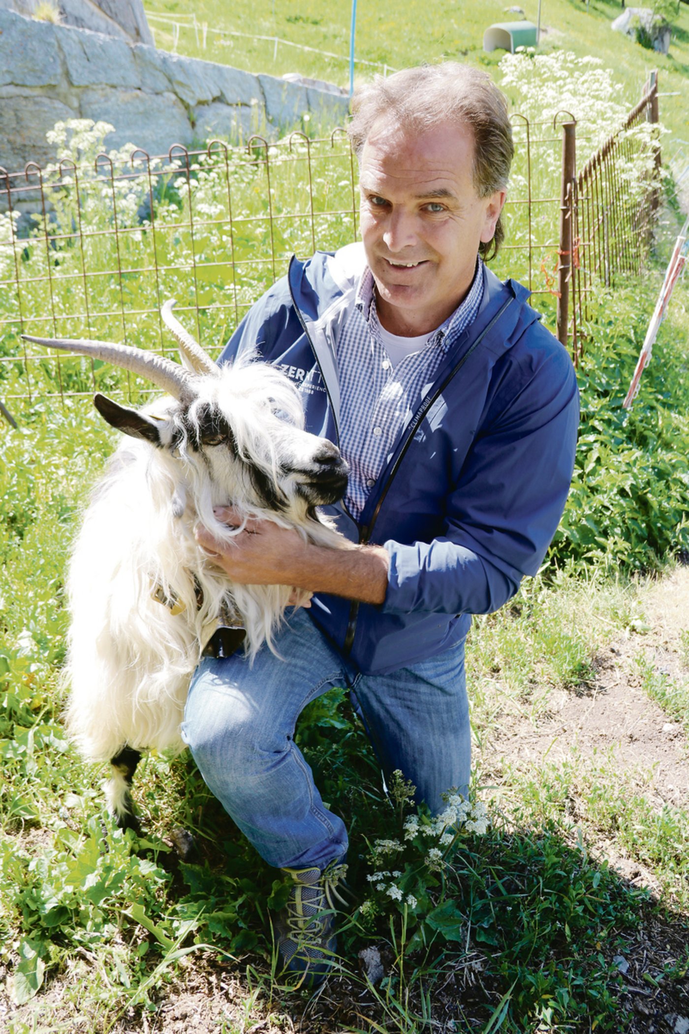 Diese Grüenochte-Geiss ist Markus Sarbachs Liebling. Und sie weiss es, ist er überzeugt.  