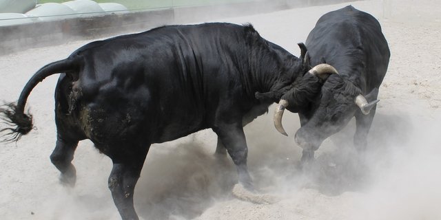 Die Kühe Constellation und Reinon in Aktion auf einem Reitplatz in Seewen. (Bild Reto Betschart)