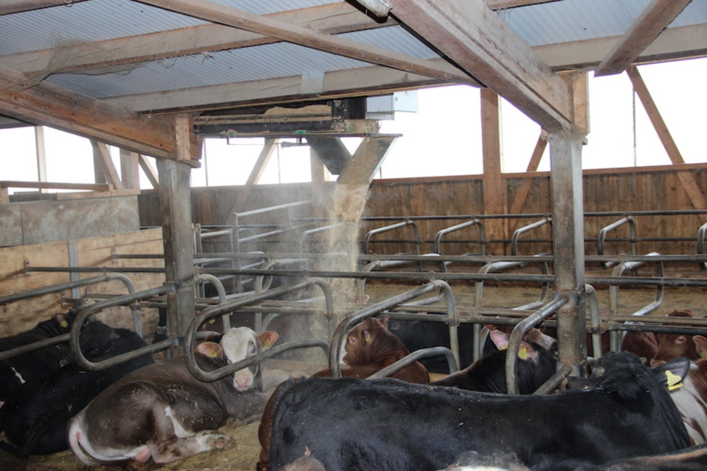 Ein selbstgebauter Einstreuroboter, verteilt das Häckselstroh in den Liegeboxen der Mastmunis.