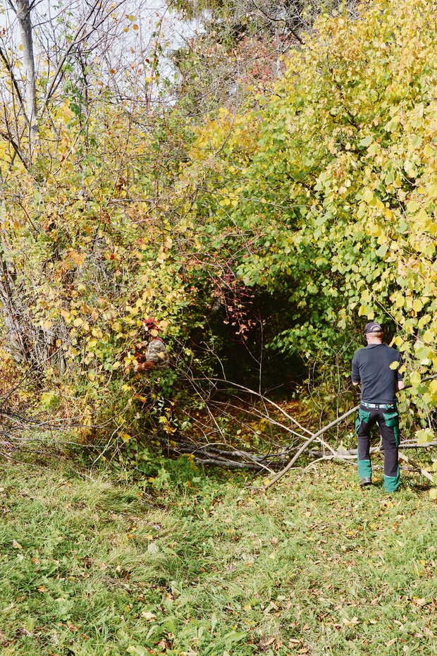 Heckenpflege: Der Amtsweg ist einzuhalten Bild links: Nach dem Schnitt der Hecke soll der Wiesenweg mit dem Transporter befahrbar sein. Mitte: Wenn die Säge nicht zuunterst angesetzt wird, bleibt Totholz stehen. Rechts: Christian Malär erklärt, worauf bei der Heckenpflege zu achten ist. (Bild Vrena Crameri-Daeppen)
