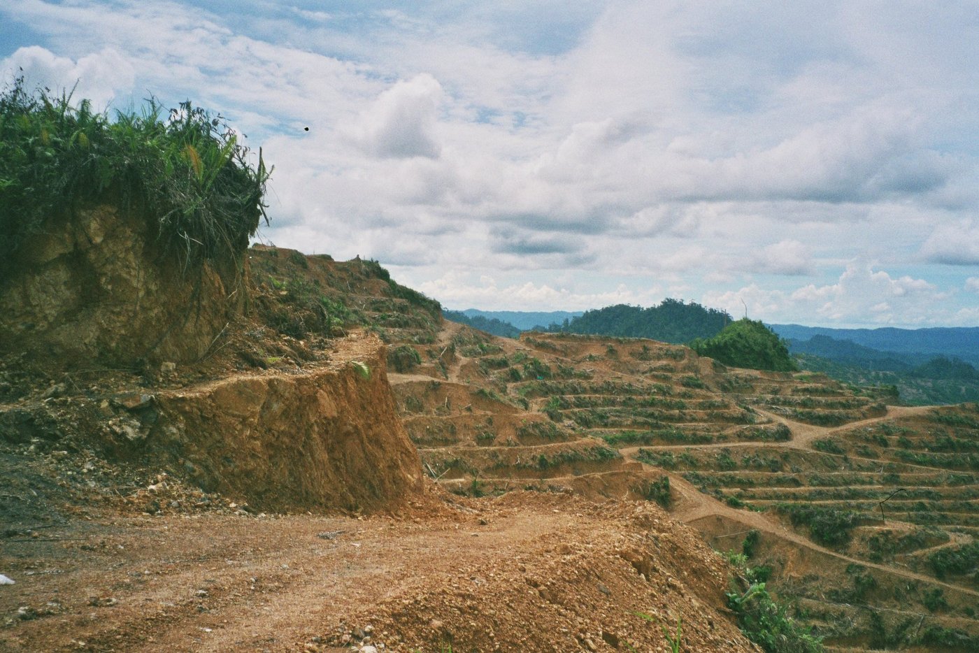 So sieht eine Palmölplantage nach der Abholzung des Regenwaldes aus. Die illegale Brandrodung ist immer noch weit verbreitet. (Bild Bruno Manser Fonds)