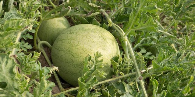 Die Wassermelonen wachsen an Ranken, und entwickeln ein starkes Kraut. (David Eppenberger)