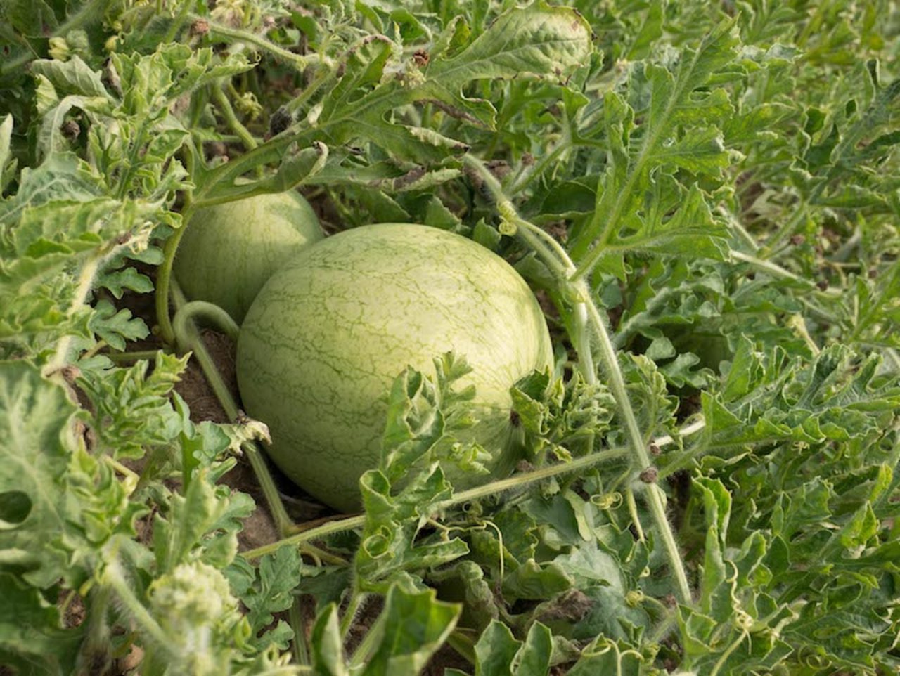 Die Wassermelonen wachsen an Ranken, und entwickeln ein starkes Kraut. (David Eppenberger)