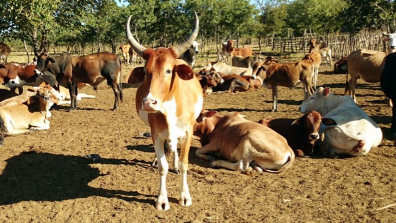 Bill Gates will ihre Genetik aufpeppen, damit mehr Milch fliesst: afrikanische Kuh eines relativ gut situierten Bauers in Sambia. (Bilder Markus Schär)