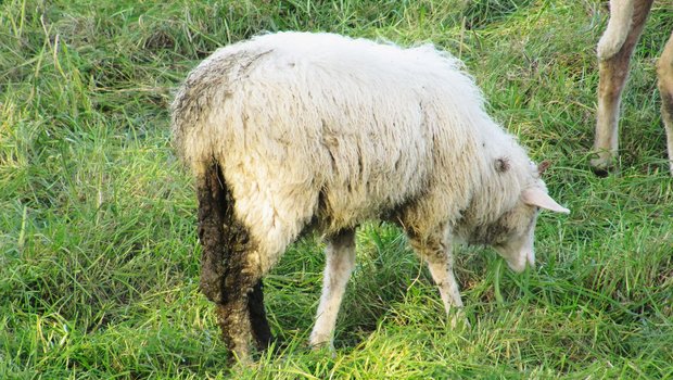 Durchfall ist oft ein Symptom von starker Verwurmung. Bild: BGK