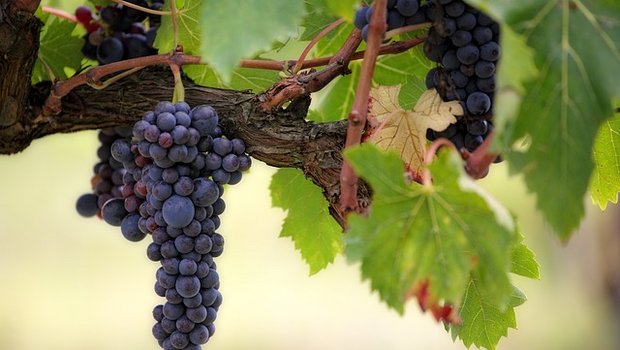 In dieser Studie dienten Weintrauben, bzw. der Zeitpunkt ihrer Ernte als Klima-Zeiger. (Bild Pixabay)
