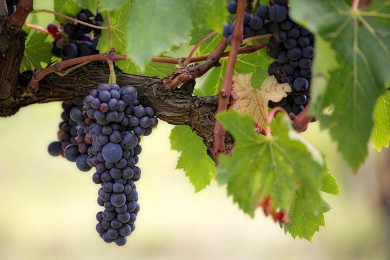 In dieser Studie dienten Weintrauben, bzw. der Zeitpunkt ihrer Ernte als Klima-Zeiger. (Bild Pixabay)