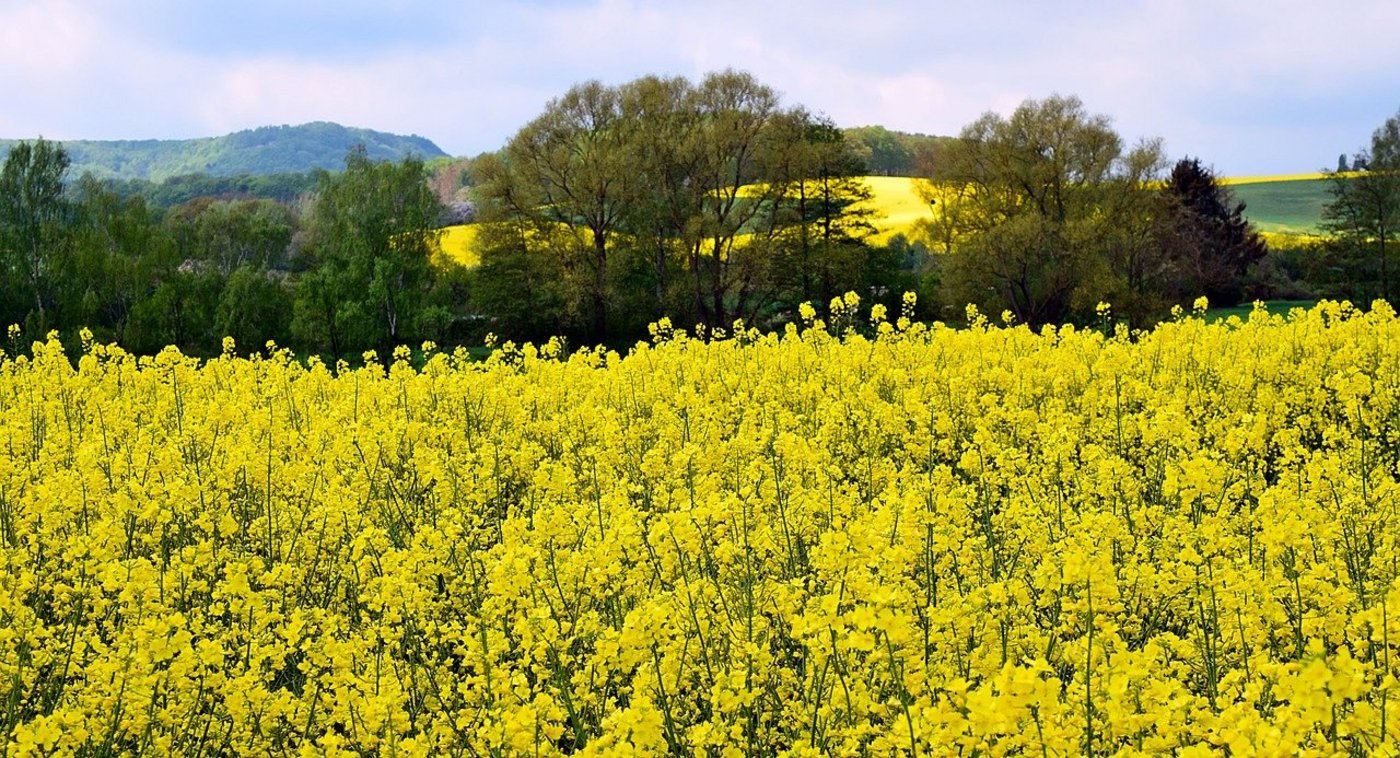 Man soll nicht ausländisches Palmöl importieren, sondern die inländische Raps-Produktion fördern, meint die Sals. (Bild Pixabay)