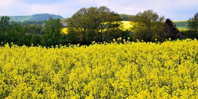 Man soll nicht ausländisches Palmöl importieren, sondern die inländische Raps-Produktion fördern, meint die Sals. (Bild Pixabay)