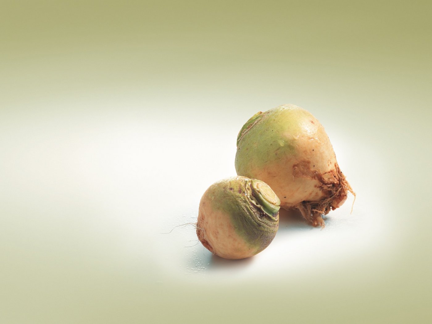 Woher der Bodenkohlrabi stammt, ist nicht nachgewiesen. (Bild VSGP)