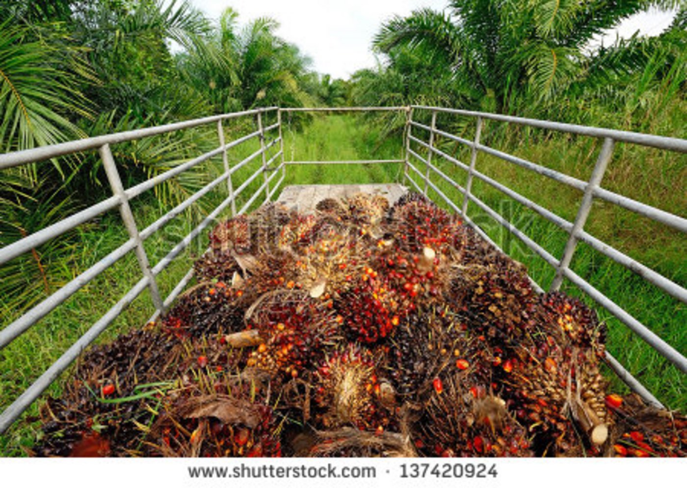 Palmernte in Malaysia. (Bild pixabay)