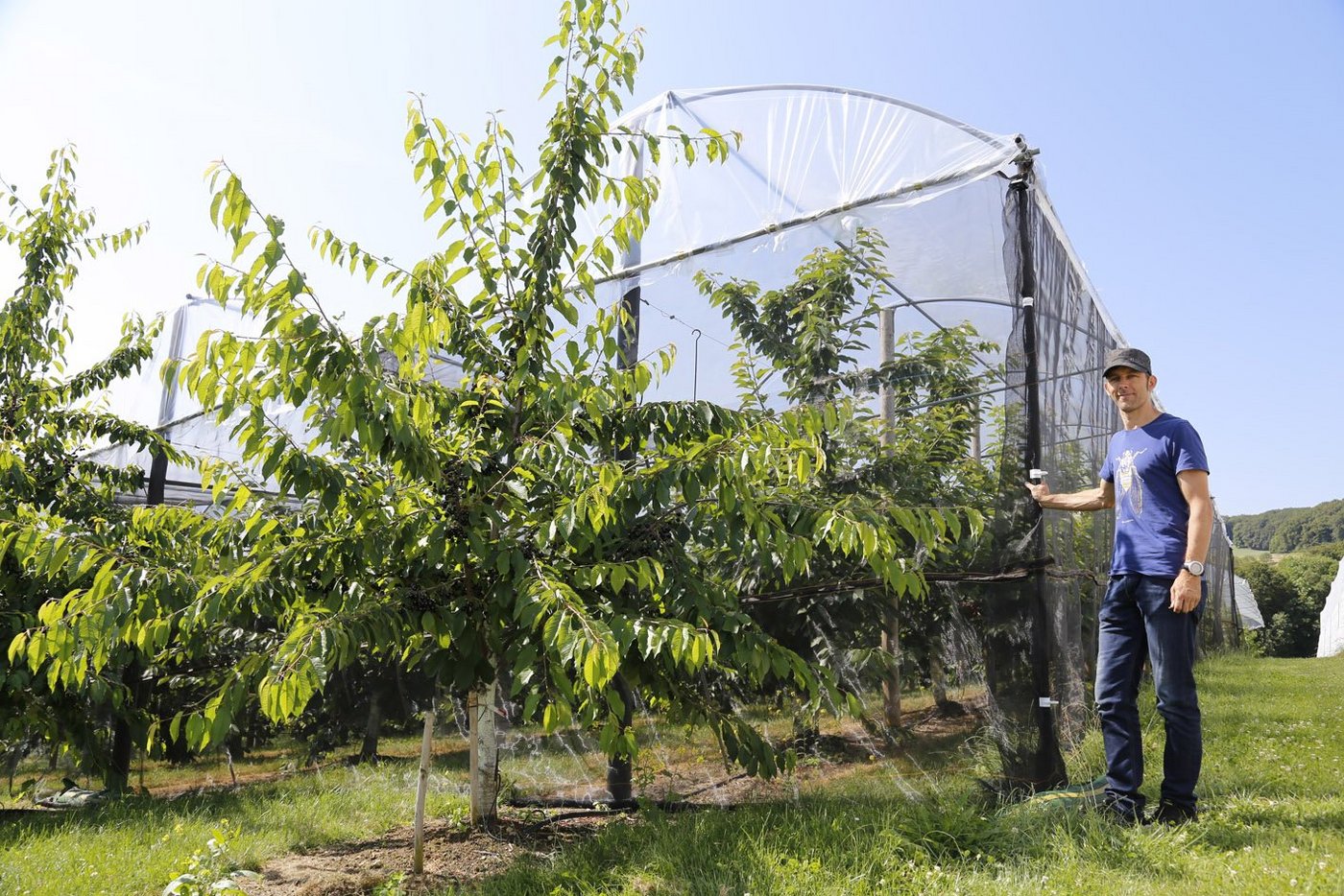 Stefan Kuske (Agroscope) erforscht, wie wirksam Netze sind. Ein Vergleich soll Klarheit schaffen: Vorne ein ungeschützter Baum, dahinter eine totaleingenetzte Anlage. (Bild: ji)