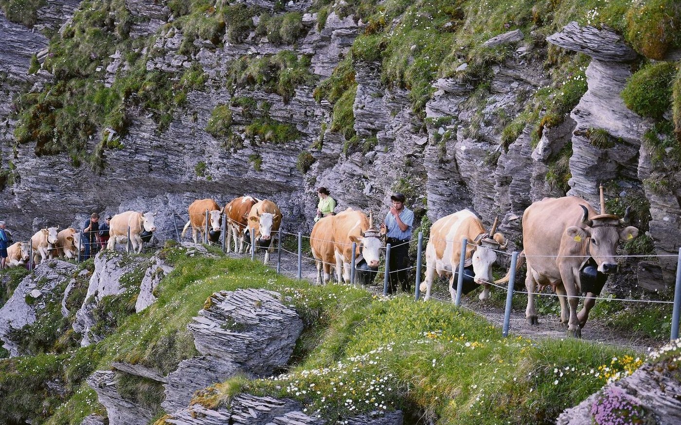 Die Leitkuh gibt den Takt an: Die erfahrenen Tiere wissen genau, wie sie ihre Kräfte einteilen müssen. Nach kurzen Pausen marschieren sie zielstrebig weiter. 