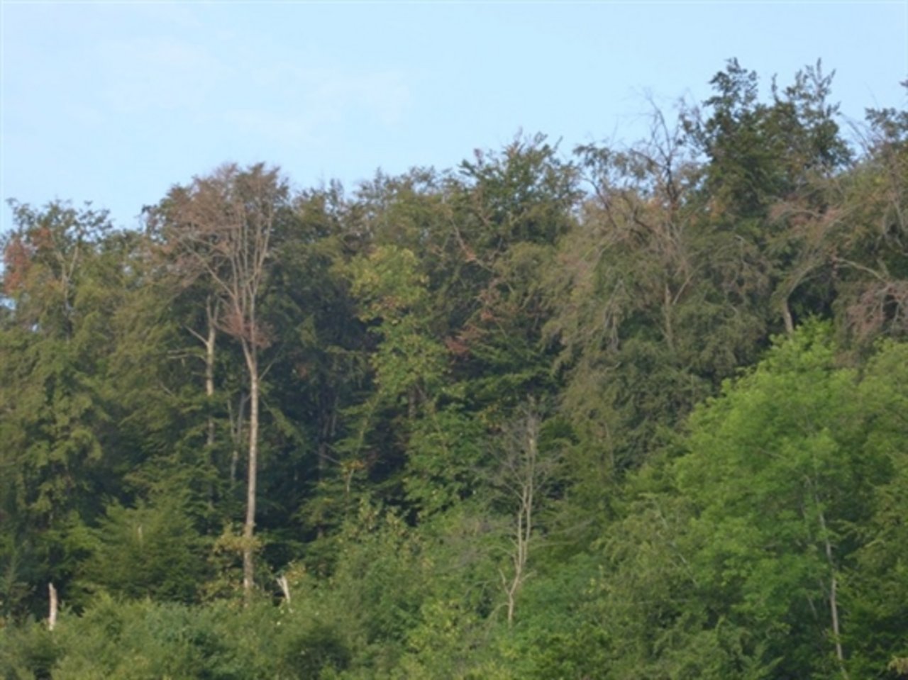  An diesen Bäumen auf dem Gemeindegebiet von Sissach BL sind die Trockenheitsschäden gut erkennbar. (Bild zVg)