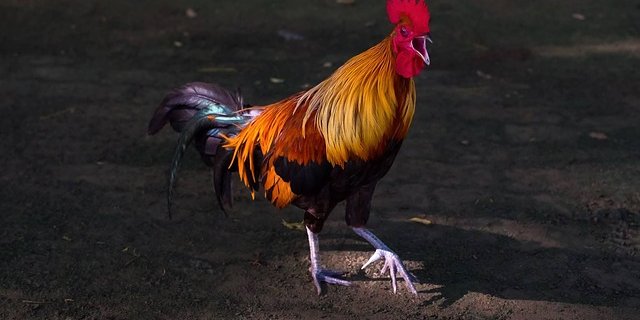 Der Bürgermeister von Gajac, der 40 Jahre lang als Landwirt gearbeitet hat, will aber nicht nur Tiergeräusche als Kulturerbe schützen. (Bild Pixabay)