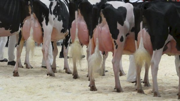 STS sieht Absage von Tierausstellungen als Chance Insbesondere stark überfüllte Euter geben im Zusammenhang mit Viehausstellungen immer wieder Anlass zu Kritik. (Bild STS)
