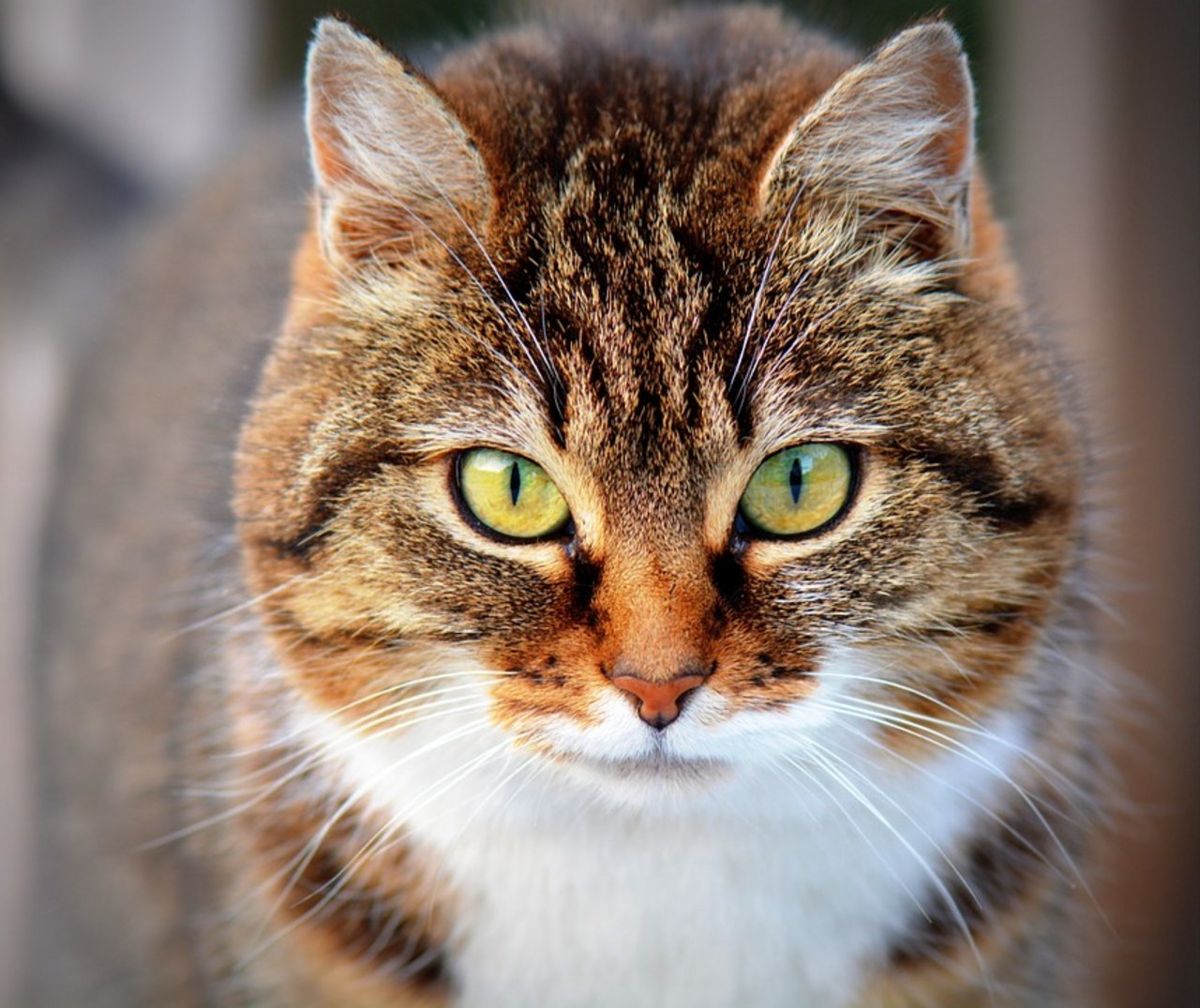 Katzen vermehren sich schnell, wenn man sie lässt. (Bild Pixabay)