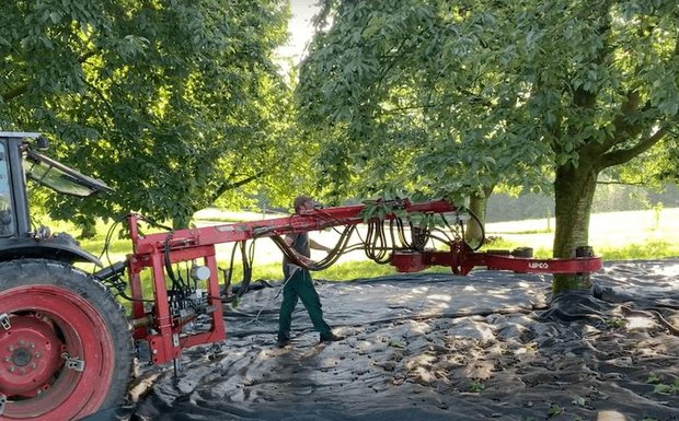 Video: Mechanische Ernte von Brennkirschen Mit einer Maschine werden die Kirschbäume geschüttelt und die herabfallenden Früchte am Boden auf Blachen gesammelt. (Bild akr)