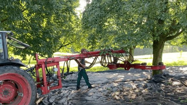 Mit einer Maschine werden die Kirschbäume geschüttelt und die herabfallenden Früchte am Boden auf Blachen gesammelt. (Bild akr)